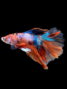 Male Halfmoon - Galaxy #2284 - Live Betta Fish