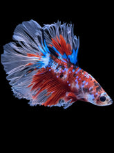 Load image into Gallery viewer, Male Rosetail - Red Galaxy #2286 - Live Betta Fish
