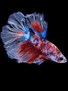 Male Rosetail - Red Galaxy #2286 - Live Betta Fish