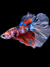 Load image into Gallery viewer, Male Rosetail - Red Galaxy #2286 - Live Betta Fish
