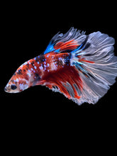 Load image into Gallery viewer, Male Rosetail - Red Galaxy #2286 - Live Betta Fish
