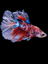 Load image into Gallery viewer, Male Rosetail - Red Galaxy #2286 - Live Betta Fish

