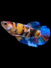 Load image into Gallery viewer, GIANT Female Halfmoon Plakat - Multicolor #2287 Live Betta Fish
