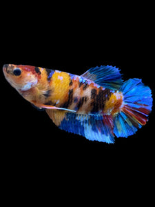 GIANT Female Halfmoon Plakat - Multicolor #2287 Live Betta Fish