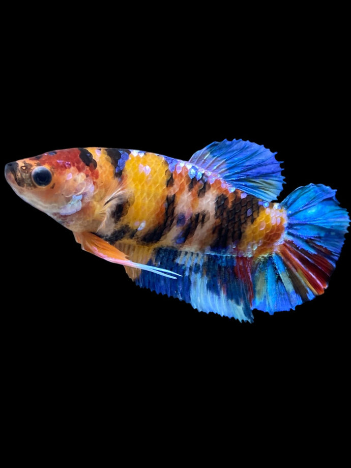 GIANT Female Halfmoon Plakat - Multicolor #2287 Live Betta Fish