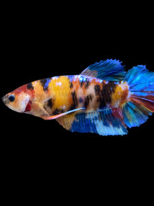 GIANT Female Halfmoon Plakat - Multicolor #2287 Live Betta Fish