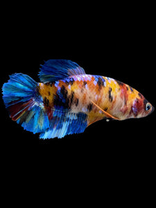 GIANT Female Halfmoon Plakat - Multicolor #2287 Live Betta Fish