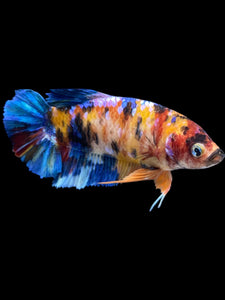 GIANT Female Halfmoon Plakat - Multicolor #2287 Live Betta Fish