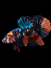Load image into Gallery viewer, GIANT Male Halfmoon Plakat - Blue Galaxy #2288 - Live Betta Fish

