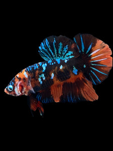 GIANT Male Halfmoon Plakat - Blue Galaxy #2288 - Live Betta Fish
