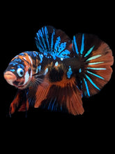 Load image into Gallery viewer, GIANT Male Halfmoon Plakat - Blue Galaxy #2288 - Live Betta Fish

