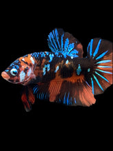 Load image into Gallery viewer, GIANT Male Halfmoon Plakat - Blue Galaxy #2288 - Live Betta Fish
