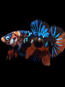 GIANT Male Halfmoon Plakat - Blue Galaxy #2288 - Live Betta Fish