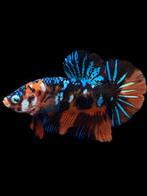 Load image into Gallery viewer, GIANT Male Halfmoon Plakat - Blue Galaxy #2288 - Live Betta Fish
