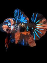 Load image into Gallery viewer, GIANT Male Halfmoon Plakat - Blue Galaxy #2288 - Live Betta Fish
