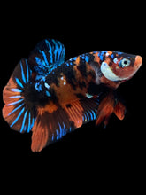 Load image into Gallery viewer, GIANT Male Halfmoon Plakat - Blue Galaxy #2288 - Live Betta Fish

