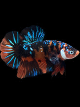 Load image into Gallery viewer, GIANT Male Halfmoon Plakat - Blue Galaxy #2288 - Live Betta Fish
