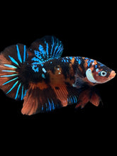 Load image into Gallery viewer, GIANT Male Halfmoon Plakat - Blue Galaxy #2288 - Live Betta Fish

