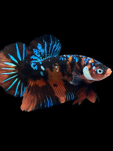 GIANT Male Halfmoon Plakat - Blue Galaxy #2288 - Live Betta Fish