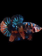 Load image into Gallery viewer, GIANT Male Halfmoon Plakat - Blue Galaxy #2288 - Live Betta Fish
