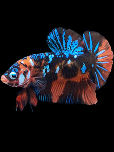 GIANT Male Halfmoon Plakat - Blue Galaxy #2288 - Live Betta Fish