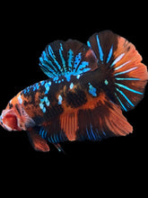 Load image into Gallery viewer, GIANT Male Halfmoon Plakat - Blue Galaxy #2288 - Live Betta Fish
