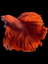 Load image into Gallery viewer, Male Rosetail - Super Red #2289 - Live Betta Fish
