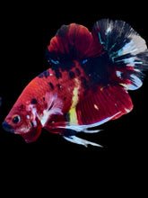 Load image into Gallery viewer, GIANT Male Halfmoon Plakat - Red Galaxy #2289 - Live Betta Fish
