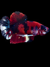 Load image into Gallery viewer, GIANT Male Halfmoon Plakat - Red Galaxy #2289 - Live Betta Fish

