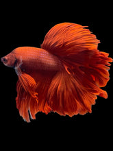 Load image into Gallery viewer, Male Rosetail - Super Red #2289 - Live Betta Fish
