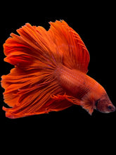 Load image into Gallery viewer, Male Rosetail - Super Red #2289 - Live Betta Fish

