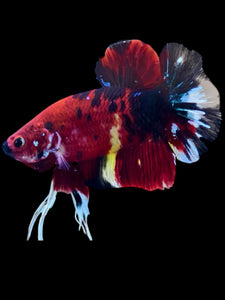 GIANT Male Halfmoon Plakat - Red Galaxy #2289 - Live Betta Fish