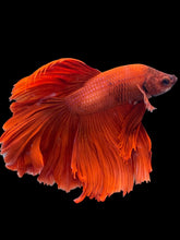 Load image into Gallery viewer, Male Rosetail - Super Red #2289 - Live Betta Fish
