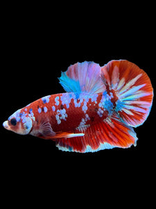 Male Halfmoon Plakat - Red Galaxy #228 - Live Betta Fish (DEFECT LIP)