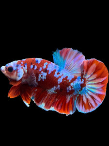 Male Halfmoon Plakat - Red Galaxy #228 - Live Betta Fish (DEFECT LIP)