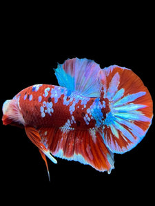 Male Halfmoon Plakat - Red Galaxy #228 - Live Betta Fish (DEFECT LIP)