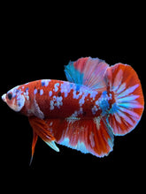 Load image into Gallery viewer, Male Halfmoon Plakat - Red Galaxy #228 - Live Betta Fish (DEFECT LIP)
