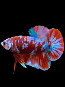 Male Halfmoon Plakat - Red Galaxy #228 - Live Betta Fish (DEFECT LIP)