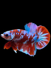 Load image into Gallery viewer, Male Halfmoon Plakat - Red Galaxy #228 - Live Betta Fish (DEFECT LIP)
