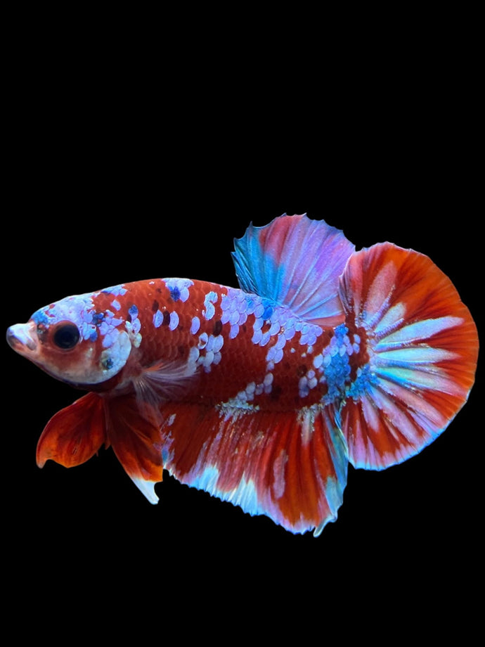 Male Halfmoon Plakat - Red Galaxy #228 - Live Betta Fish (DEFECT LIP)