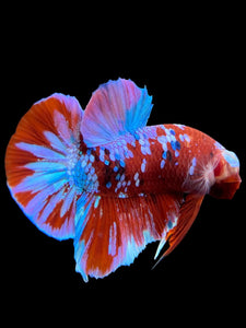 Male Halfmoon Plakat - Red Galaxy #228 - Live Betta Fish (DEFECT LIP)