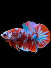 Load image into Gallery viewer, Male Halfmoon Plakat - Red Galaxy #228 - Live Betta Fish (DEFECT LIP)
