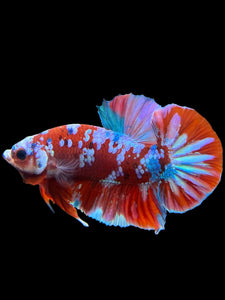 Male Halfmoon Plakat - Red Galaxy #228 - Live Betta Fish (DEFECT LIP)