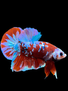 Male Halfmoon Plakat - Red Galaxy #228 - Live Betta Fish (DEFECT LIP)