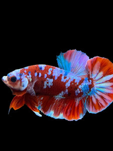 Male Halfmoon Plakat - Red Galaxy #228 - Live Betta Fish (DEFECT LIP)