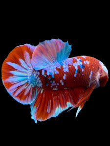 Male Halfmoon Plakat - Red Galaxy #228 - Live Betta Fish (DEFECT LIP)