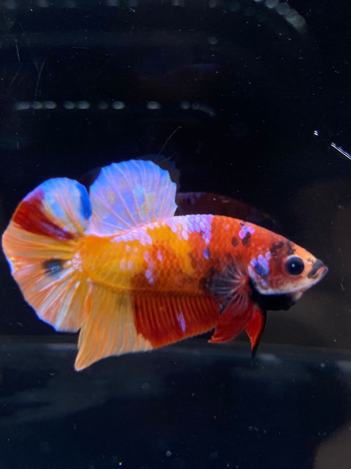 Male Halfmoon Plakat - Galaxy #2291 - Live Betta Fish