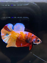 Load image into Gallery viewer, Male Halfmoon Plakat - Galaxy #2291 - Live Betta Fish
