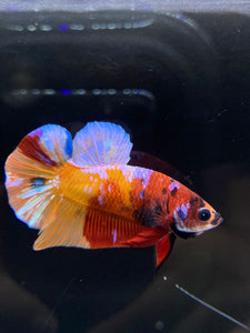 Male Halfmoon Plakat - Galaxy #2291 - Live Betta Fish