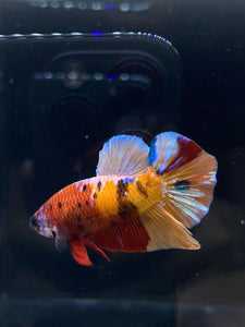 Male Halfmoon Plakat - Galaxy #2291 - Live Betta Fish